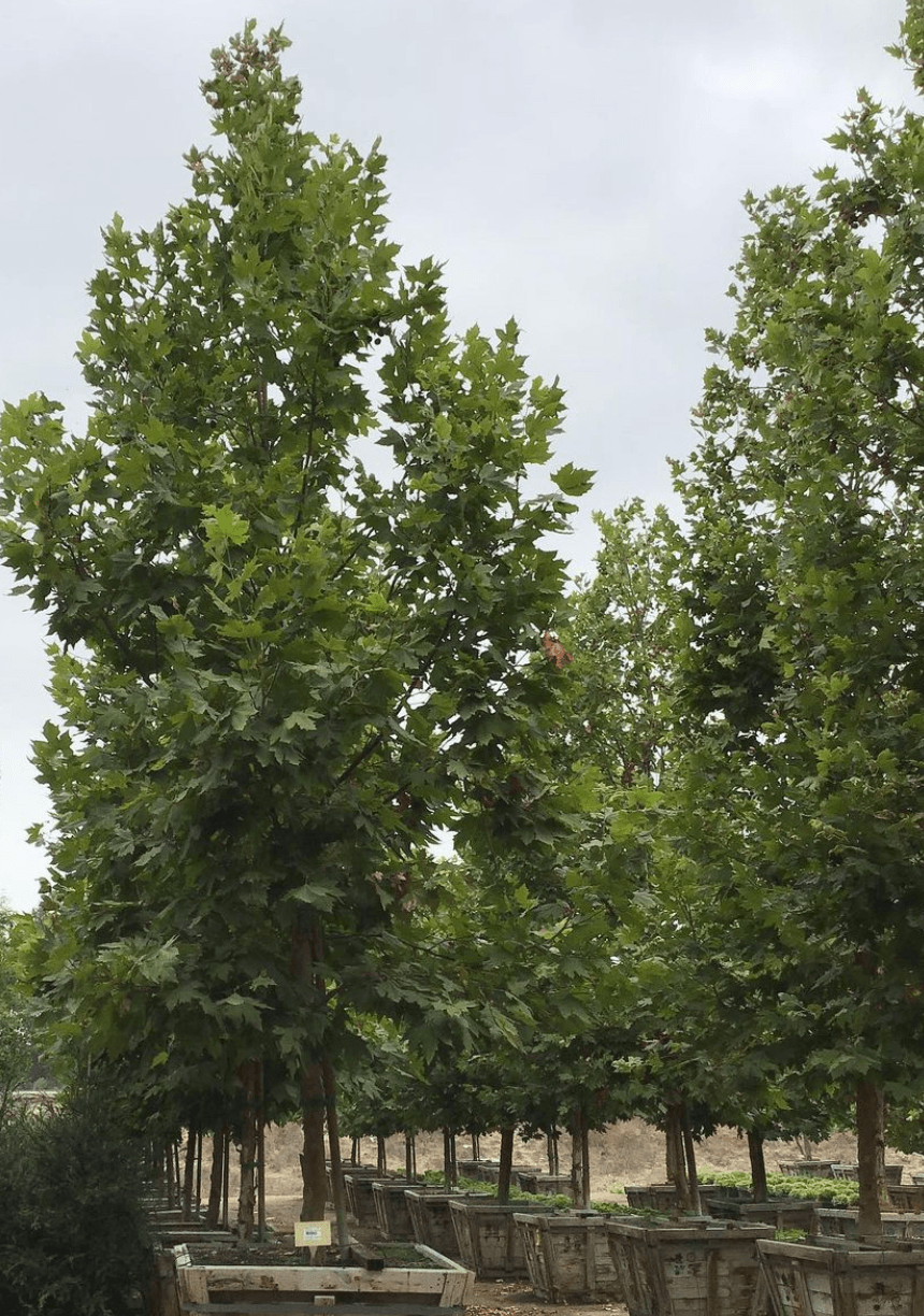 London Plane Tree - Platanus acerifolia ‘Columbia’