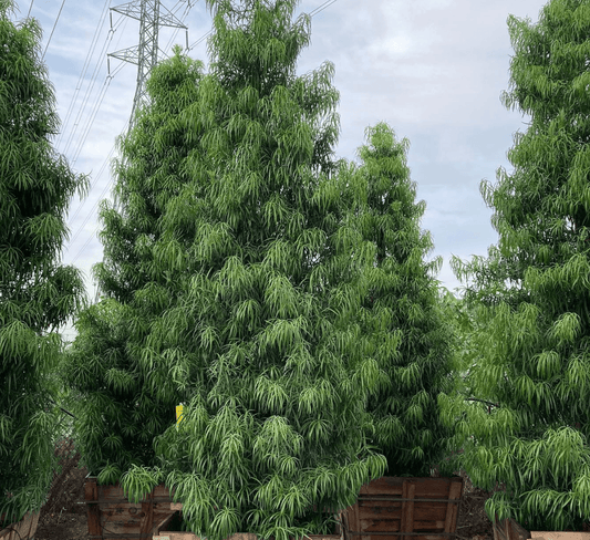 Podocarpus henkelii - Long Leafed Yellowwood