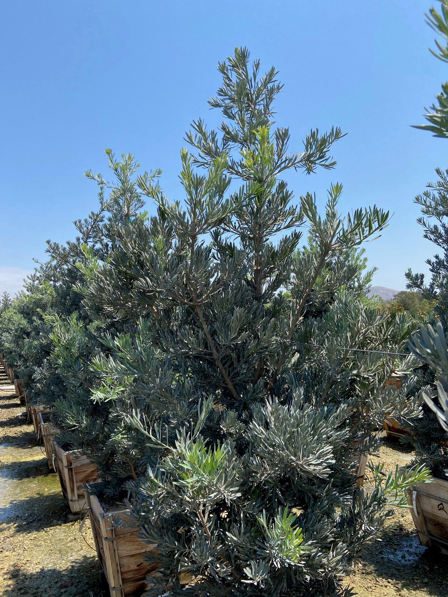 Icee Blue Fern Pine - Podocarpus gracilior 'Icee Blue' - Pulled Nursery