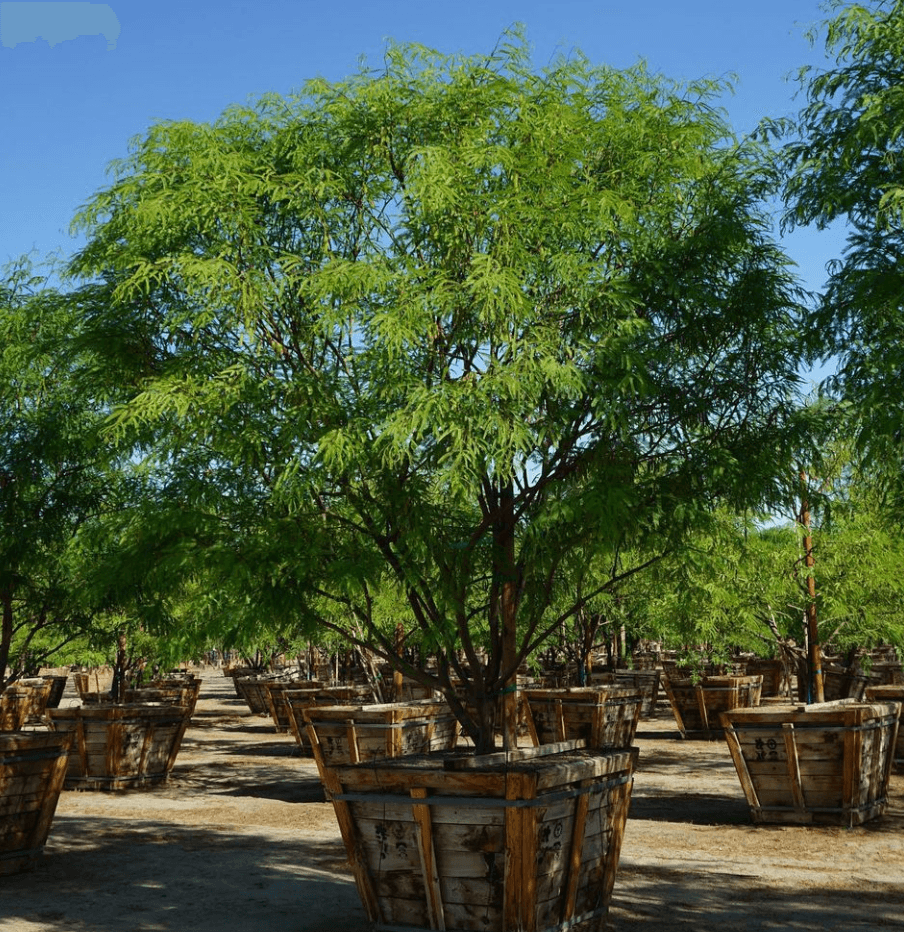 Thornless South American Mesquite - Prosopis hybrid ‘Phoenix’ - Pulled Nursery