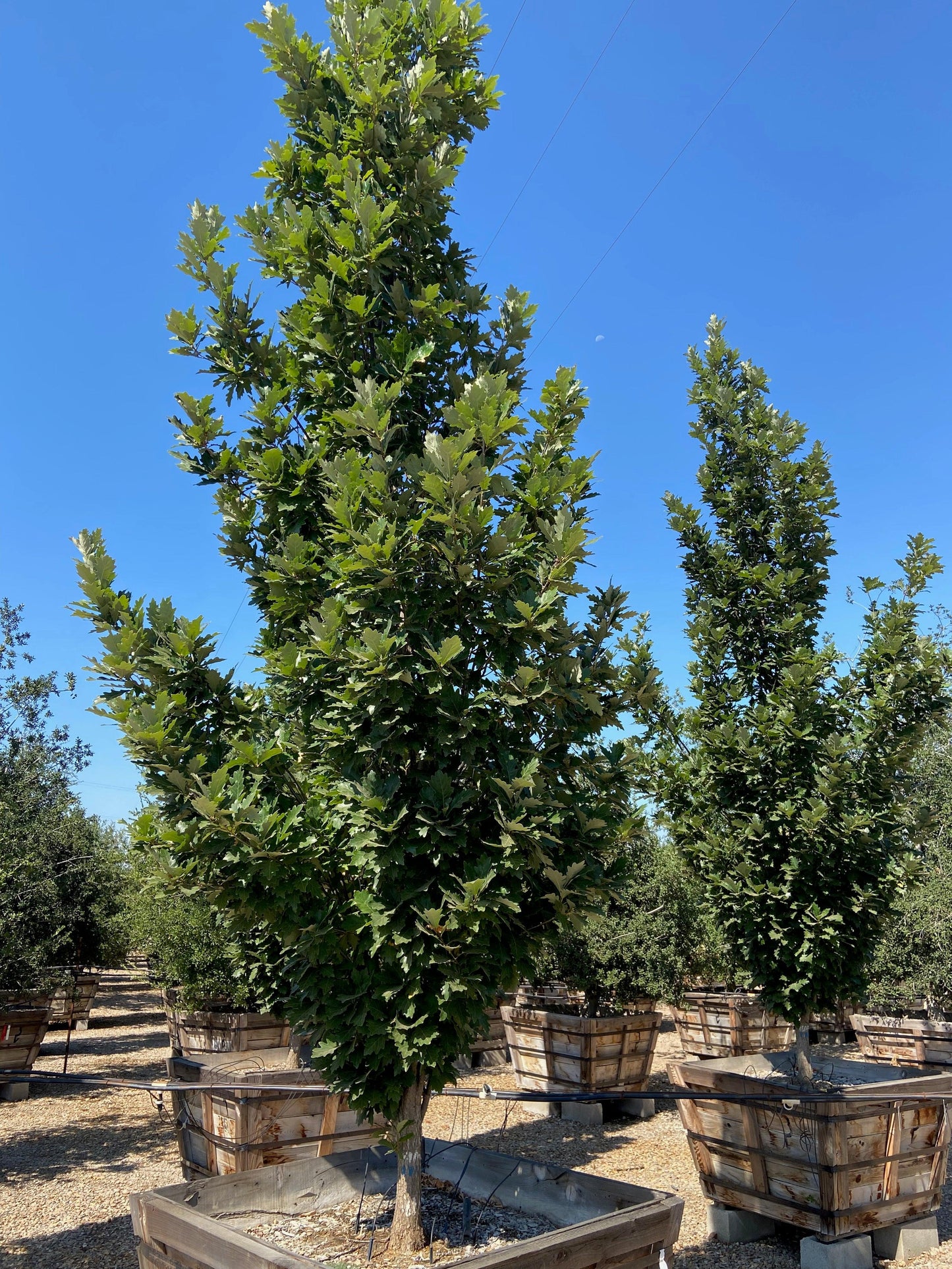 Kindred Spirit Oak (Quercus Robur Kindred Spirit) - Pulled Nursery