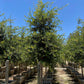 Cathedral Oak - Quercus Virginiana Cathedral - Pulled Nursery