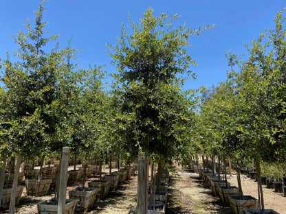 Cathedral Oak - Quercus Virginiana Cathedral - Pulled Nursery