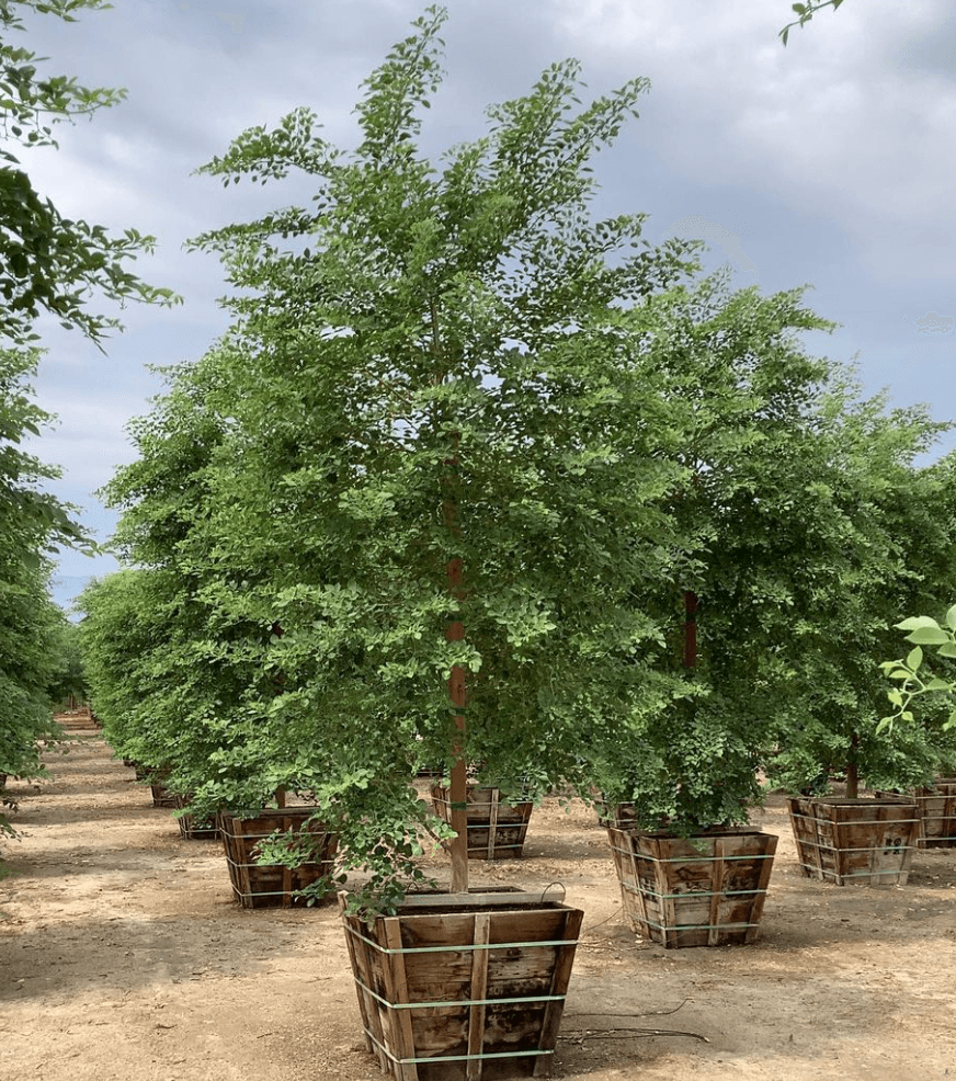 Dalbergia sissoo North Indian Rosewood