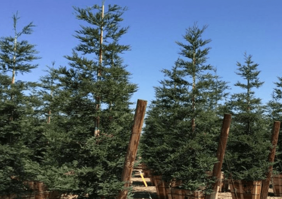Coast Redwood - Sequoia sempervirens