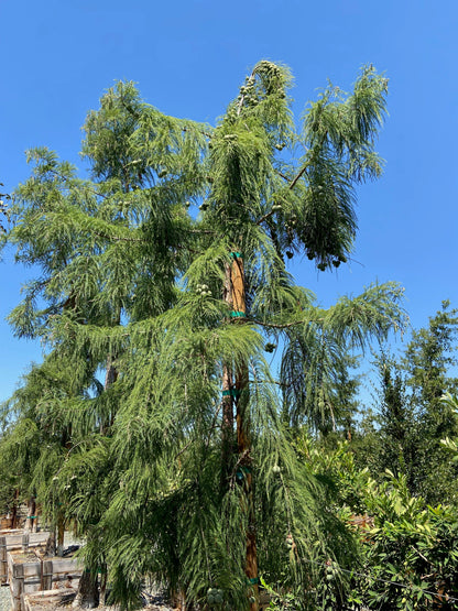 Bald Cypress (Taxodium Shawnee Brave) - Pulled Nursery