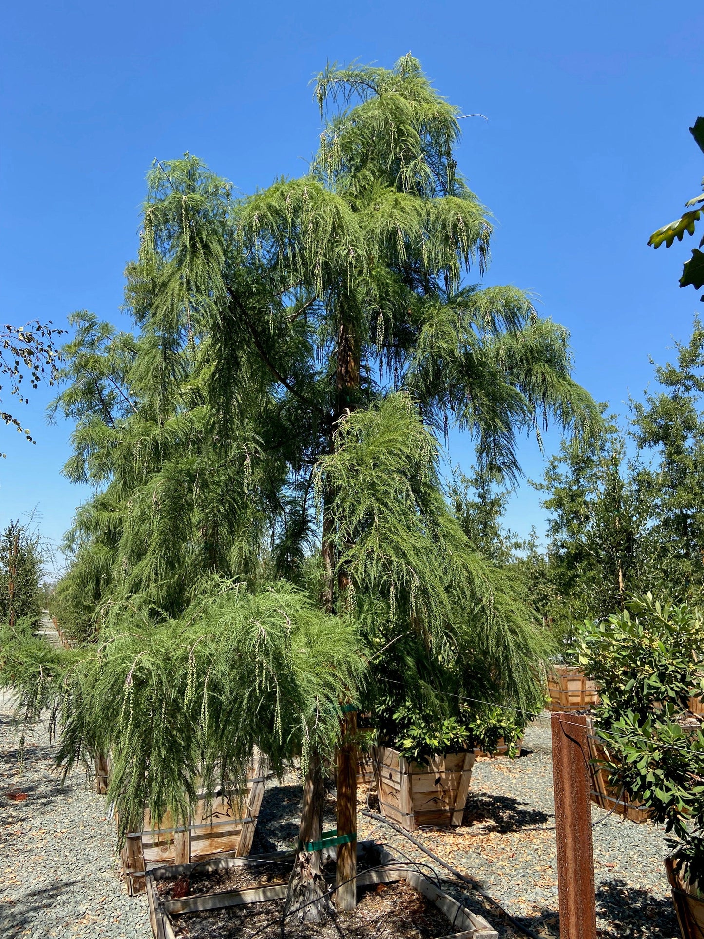 Bald Cypress (Taxodium Shawnee Brave) - Pulled Nursery