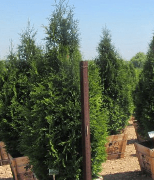 Thuja Green Giant - Pulled Nursery