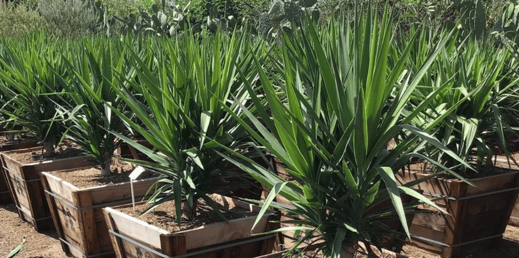 Yucca - Pulled Nursery