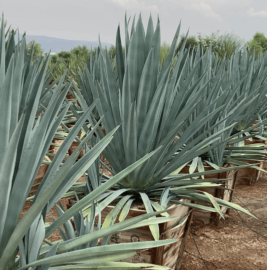Agave tequilana - Pulled Nursery