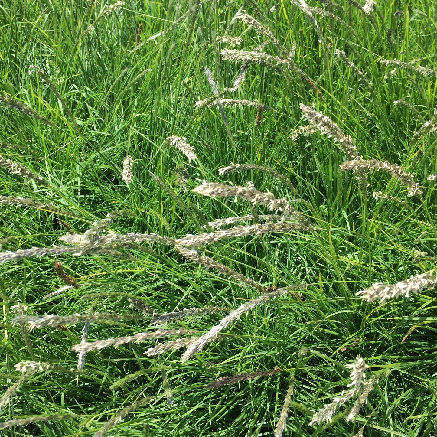 Autumn Moor Grass (Sesleria Autumnalis)