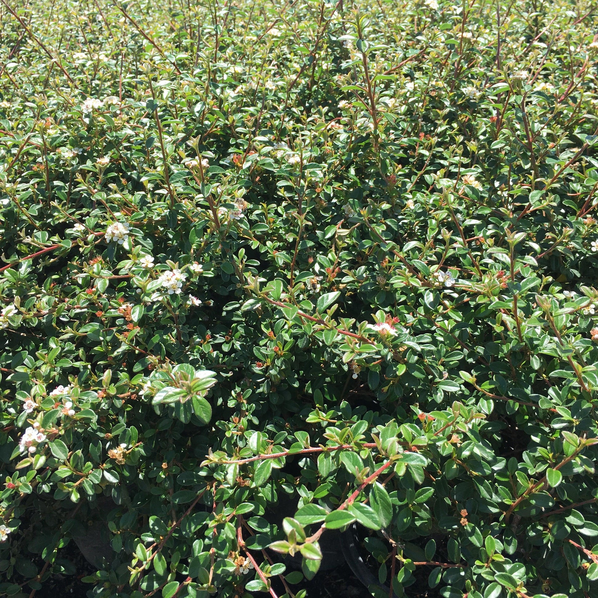Bearberry Cotoneaster (Cotoneaster Dammeri ‘Coral Beauty’) - Pulled Nursery