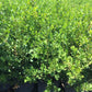Japanese Boxwood (Buxus japonica)