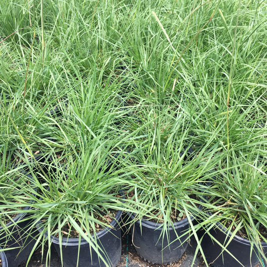 California Meadow Sedge (Carex Pansa) - Pulled Nursery