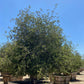 Coast Live Oak (Quercus Agrifolia) - Pulled Nursery
