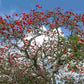 Australian Coral Tree - Erythrina sykesii