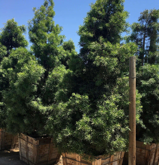 Fern Pine (Podocarpus Gracilior) Hedge