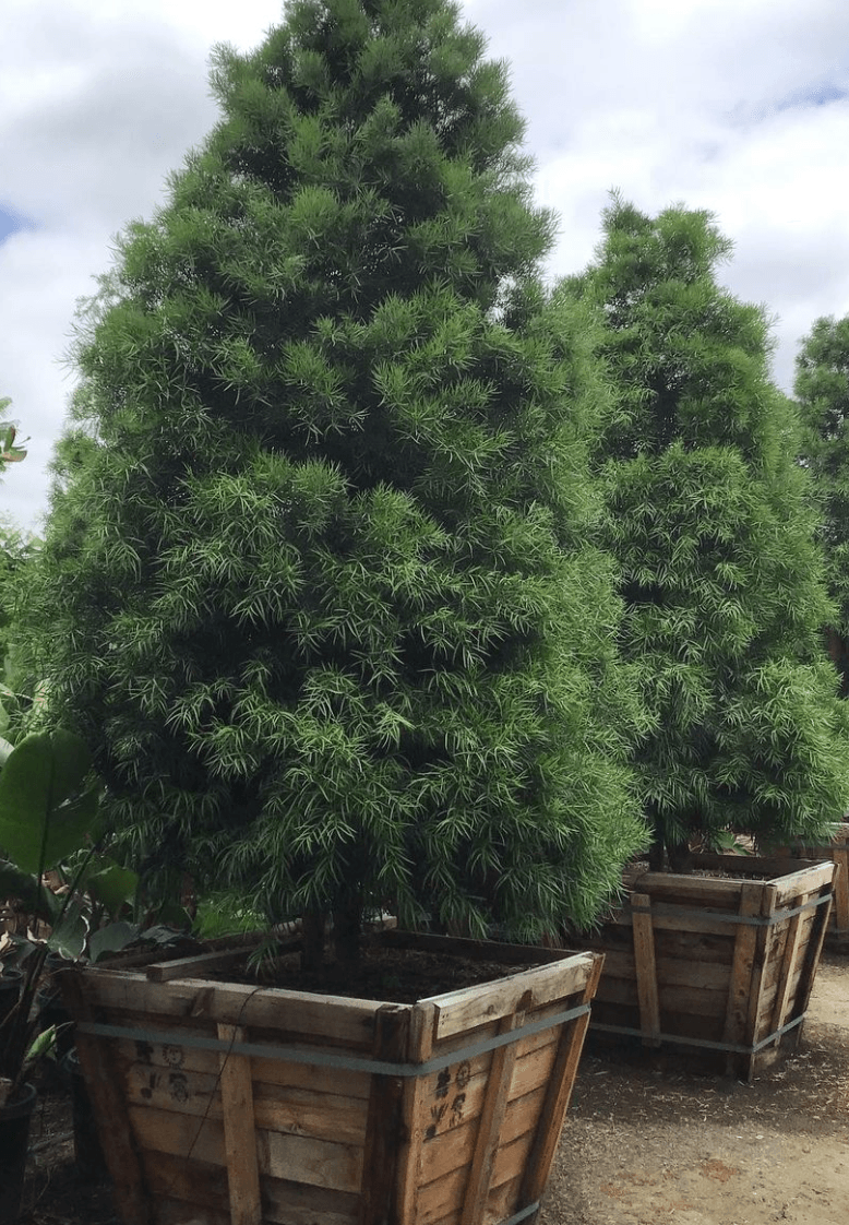 Fern Pine (Podocarpus Gracilior) Hedge - Pulled Nursery