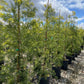 Fern Pine (Podocarpus Gracilior) Hedge - Pulled Nursery