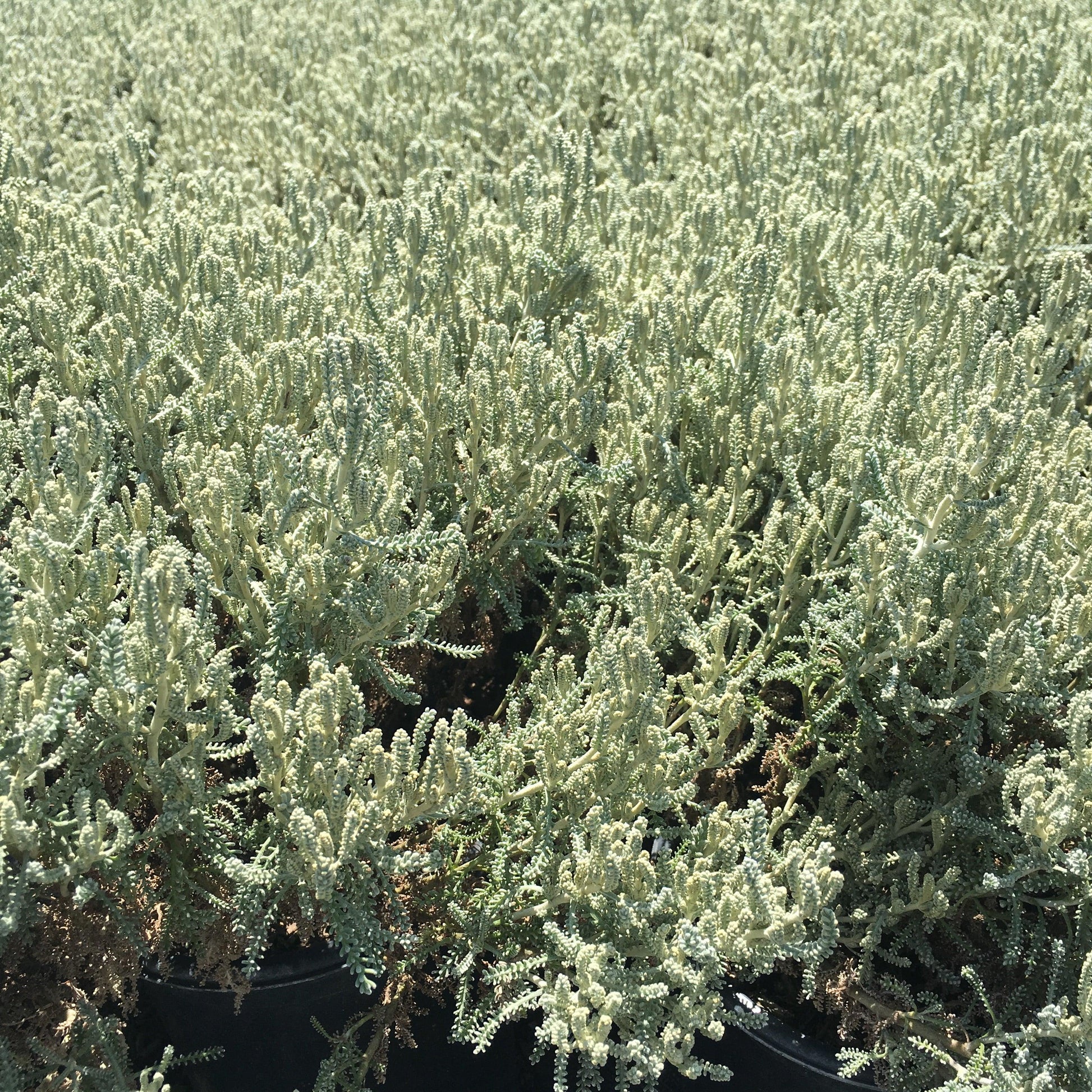 Green Lavender Cotton (Santolina Rosmarinifolia virens)