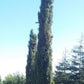Italian Cypress (Cupressus sempervirens) - Pulled Nursery