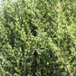 John Edwards Italian Buckthorn (Rhamnus alaternus 'John Edwards') - Pulled Nursery