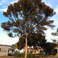 Swamp Mallet (Eucalyptus spathulata)
