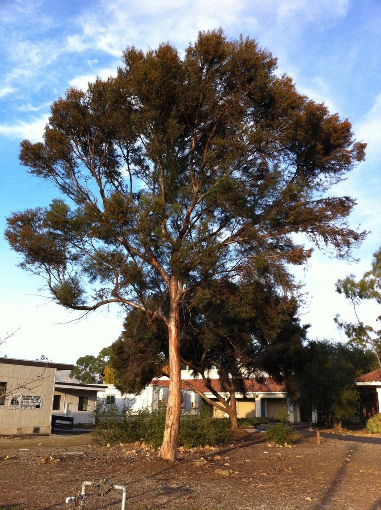 Swamp Mallet (Eucalyptus spathulata)