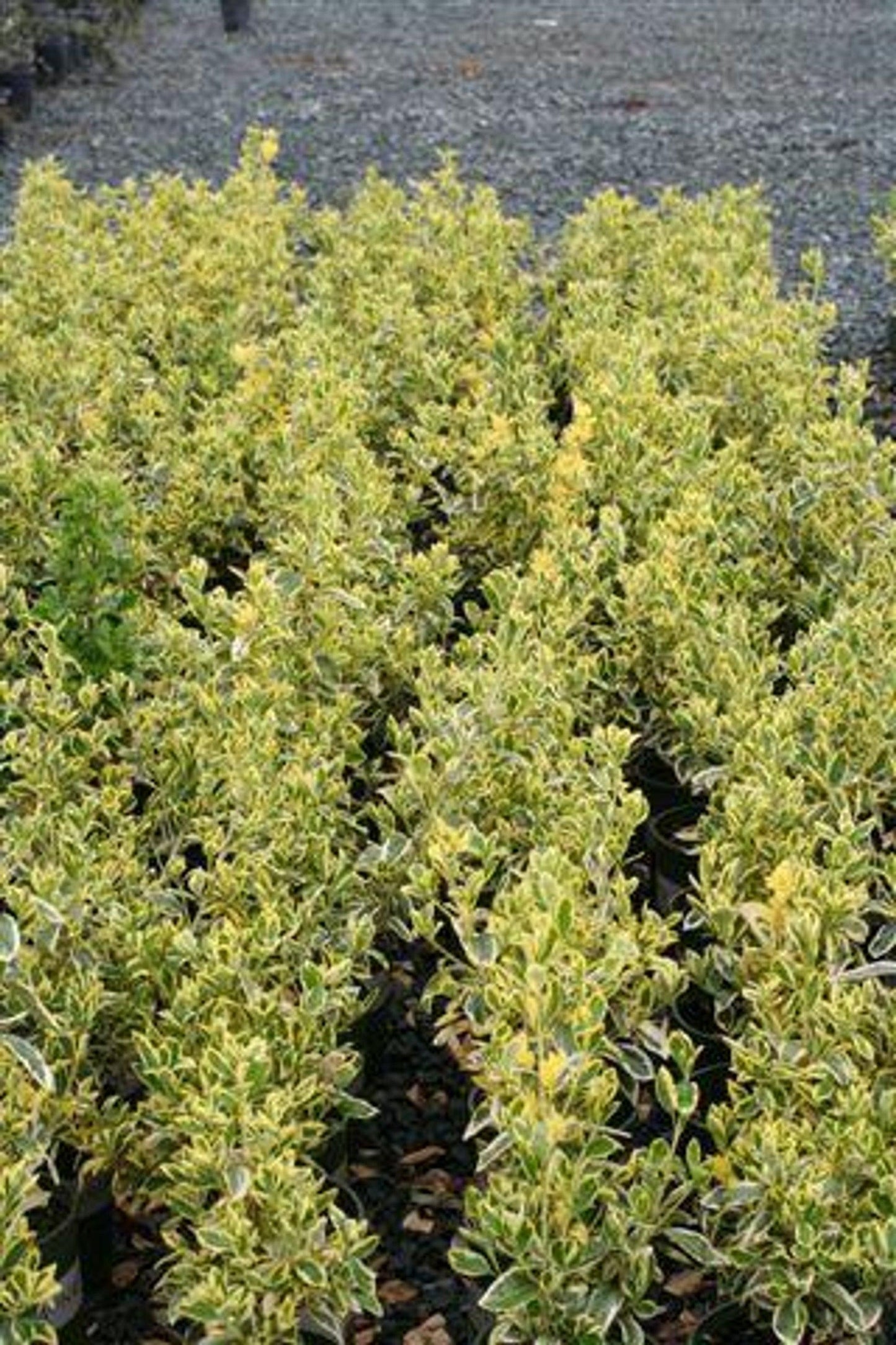 Silver King Euonymus (Euonymus japonicus 'Silver King') - Pulled Nursery