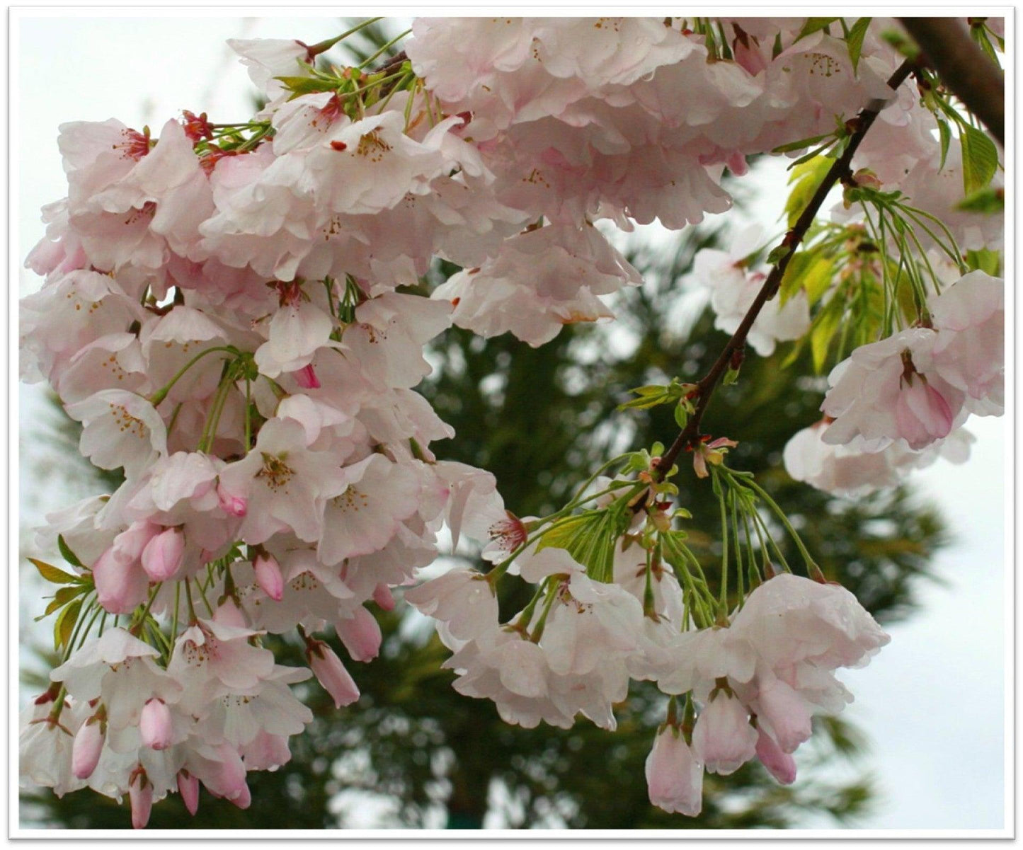 Akebono Yoshino Flowering Cherry (Prunus x yedoensis 'Akebono')