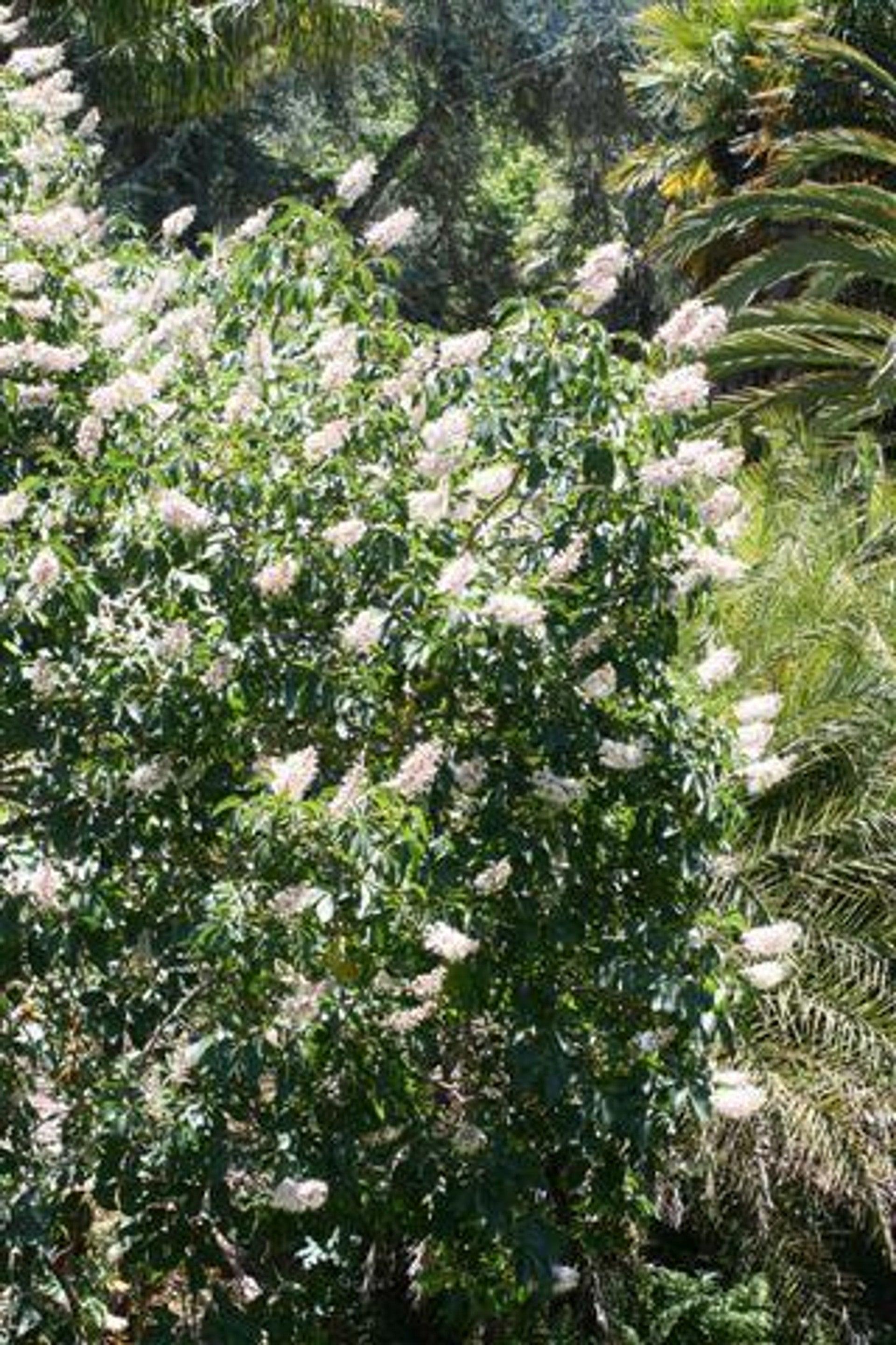 California Buckeye (Aesculus californica) - Pulled Nursery