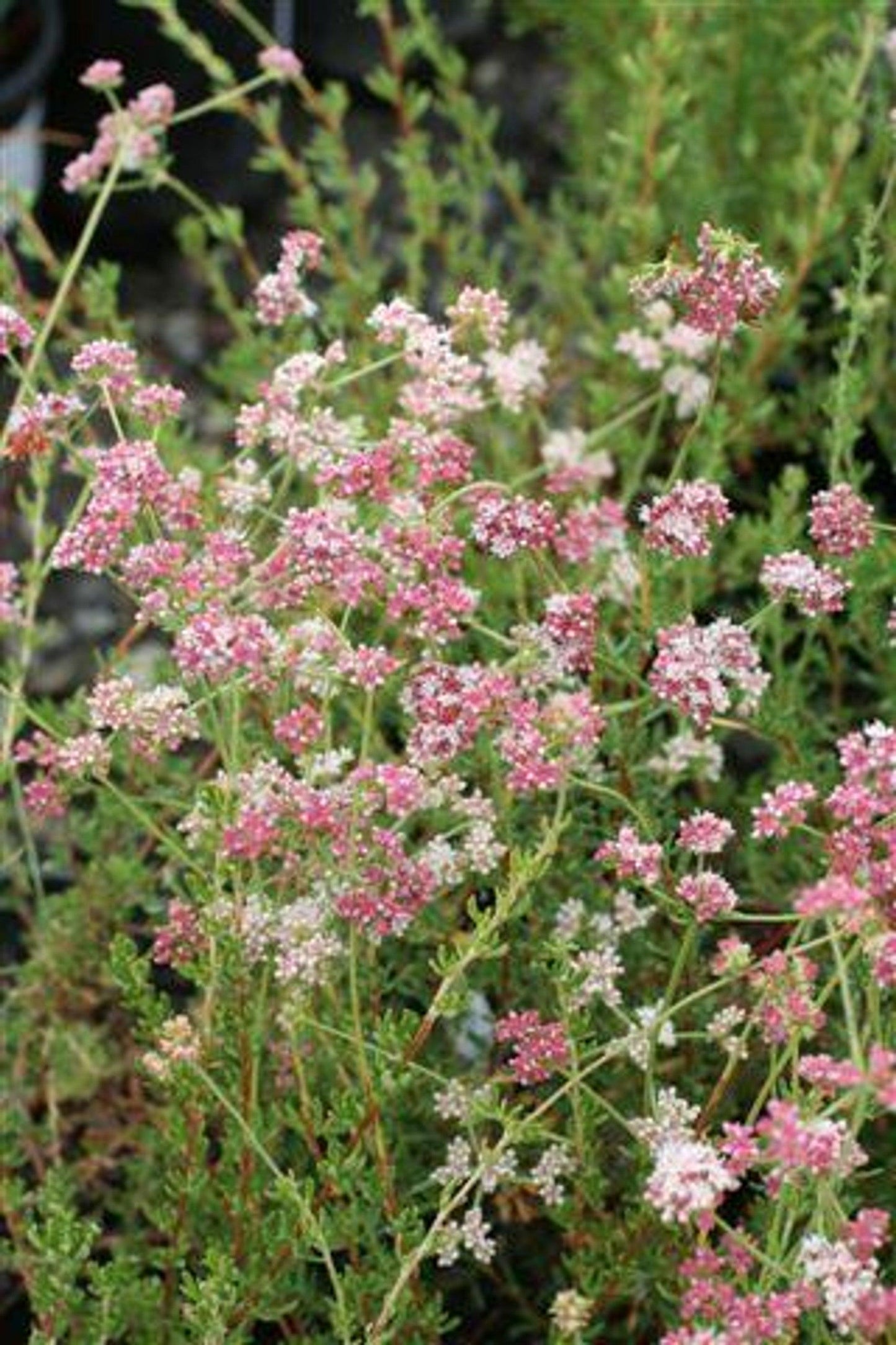 California Buckwheat (Eriogonum fasciculatum) - Pulled Nursery