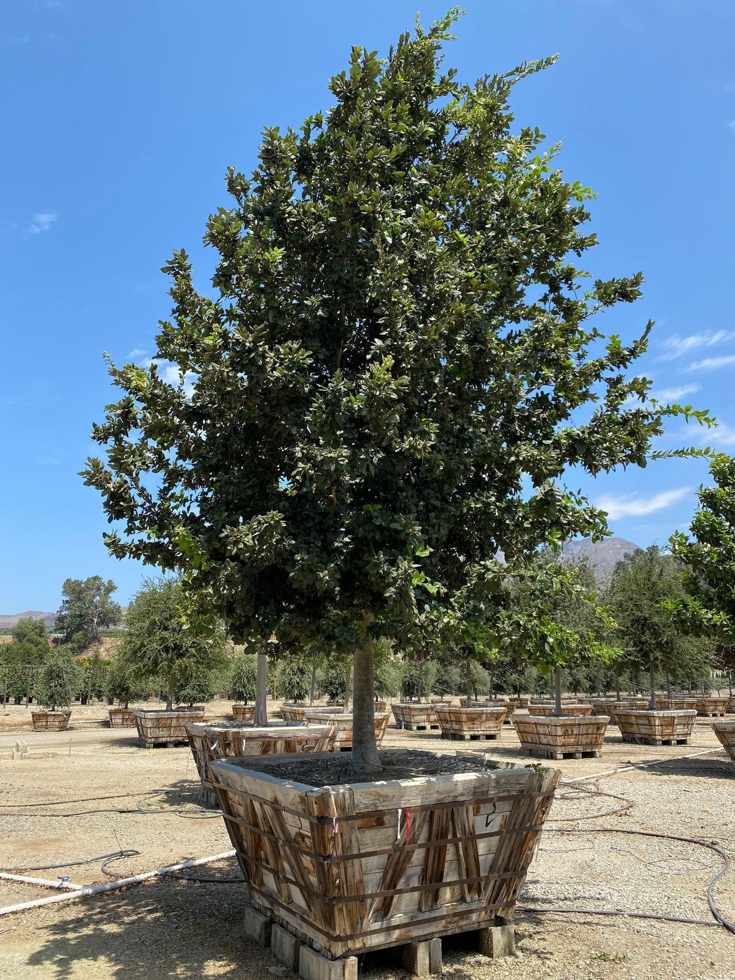 Island Oak (Quercus tomentella)