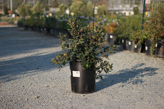 Leatherleaf Coffeeberry (Rhamnus californica 'Leatherleaf') - Pulled Nursery