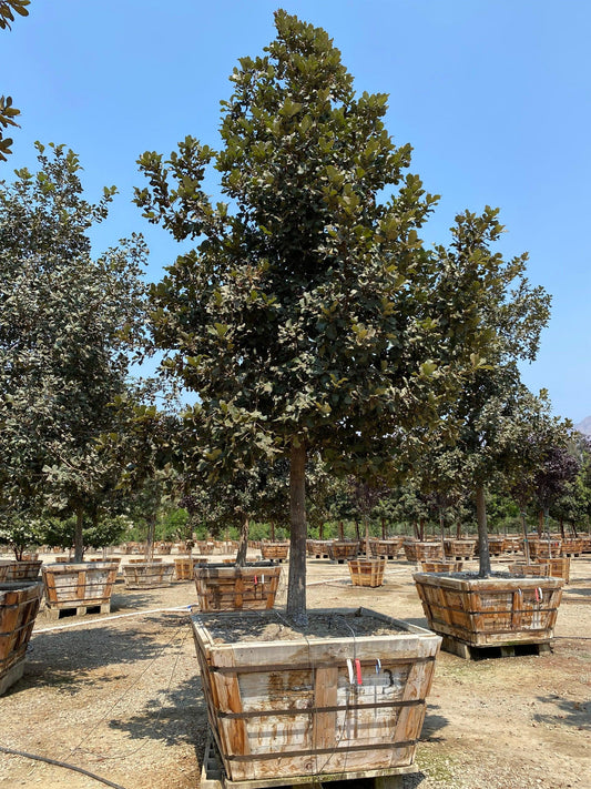 Netleaf Oak (Quercus rugosa)