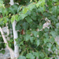 European White Birch (Betula pendula)