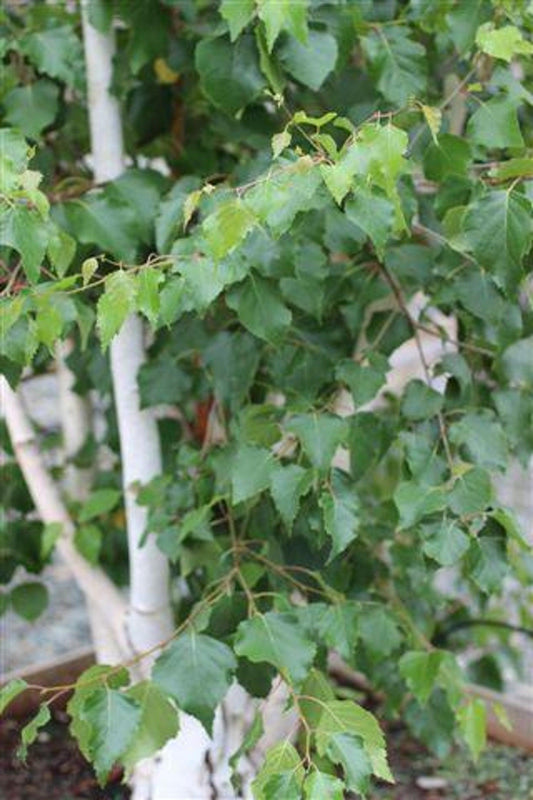 European White Birch (Betula pendula) - Pulled Nursery