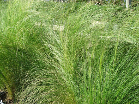 Mexican Feather Grass (Nassella Tenuissima Stipa)