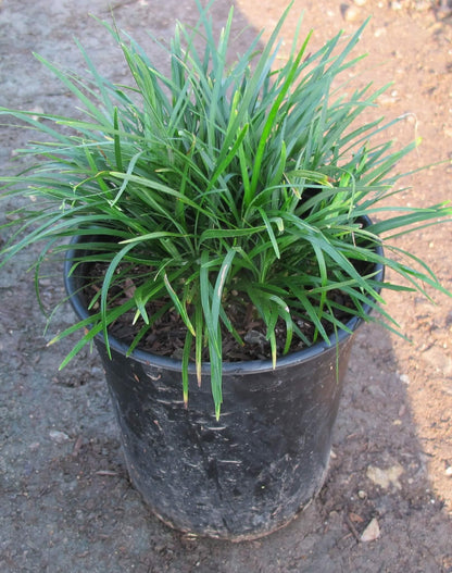 Mondo Grass (Ophiopogon Japonicus)
