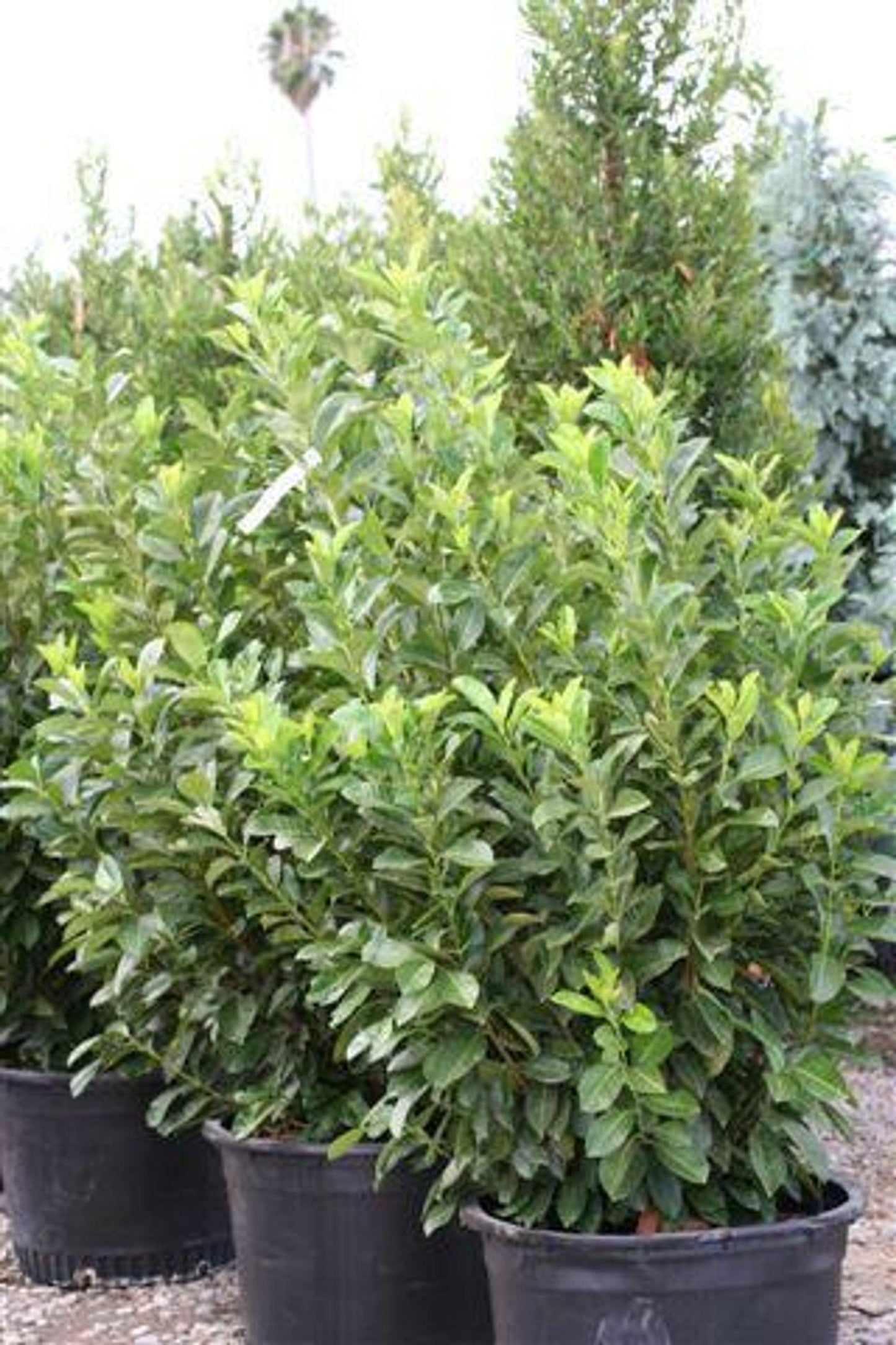 English Laurel - Prunus Laurocerasus - Pulled Nursery