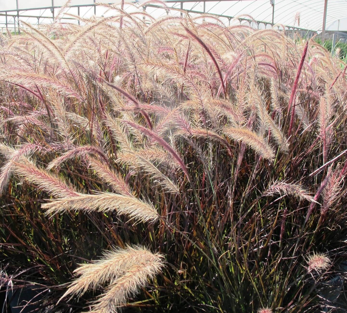 Red Fountain Grass (Pennisetum setaceum ‘Eaton Canyon’)