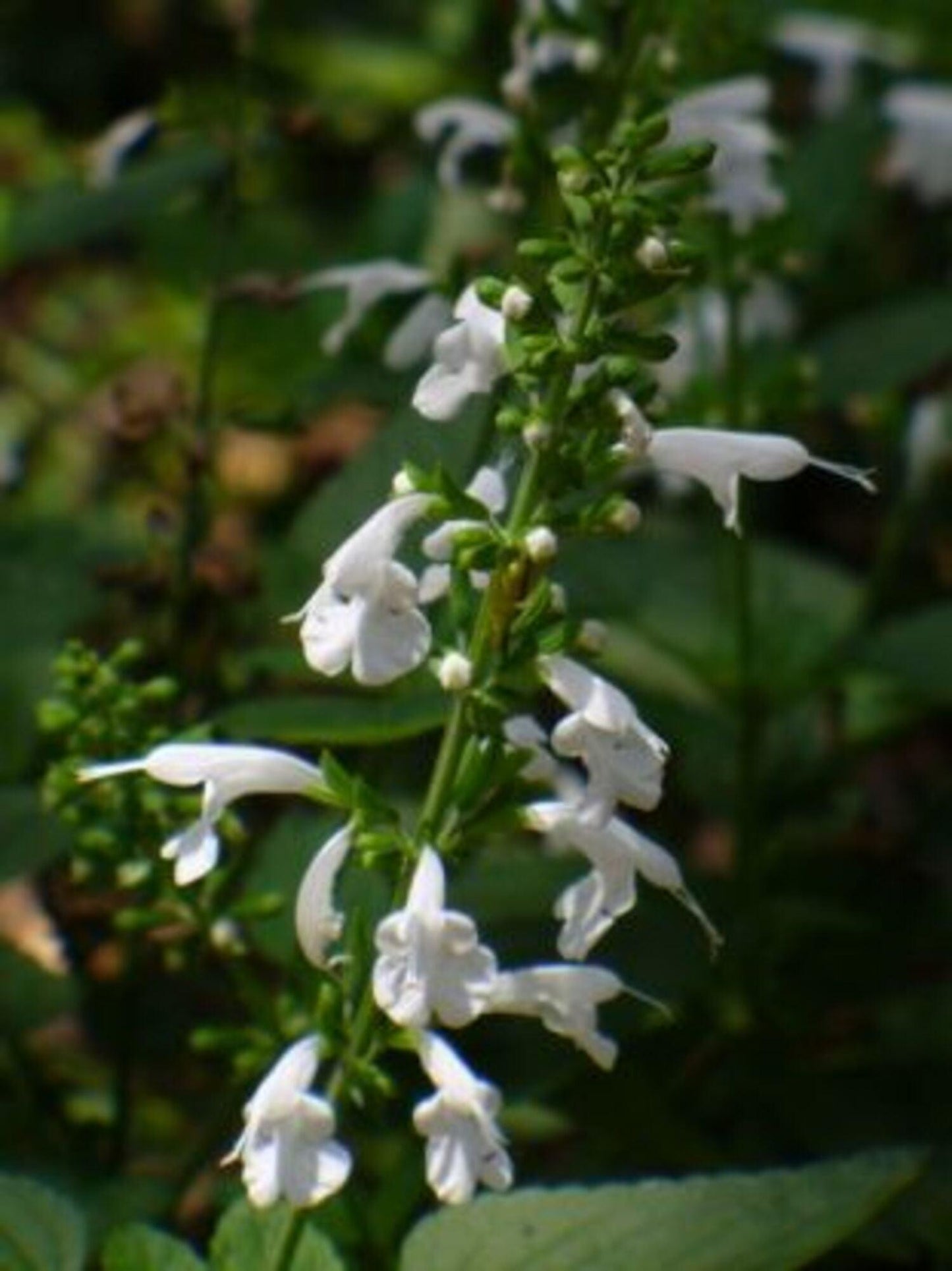 Salvia Coccinea 'Hummingbird White' - Pulled Nursery