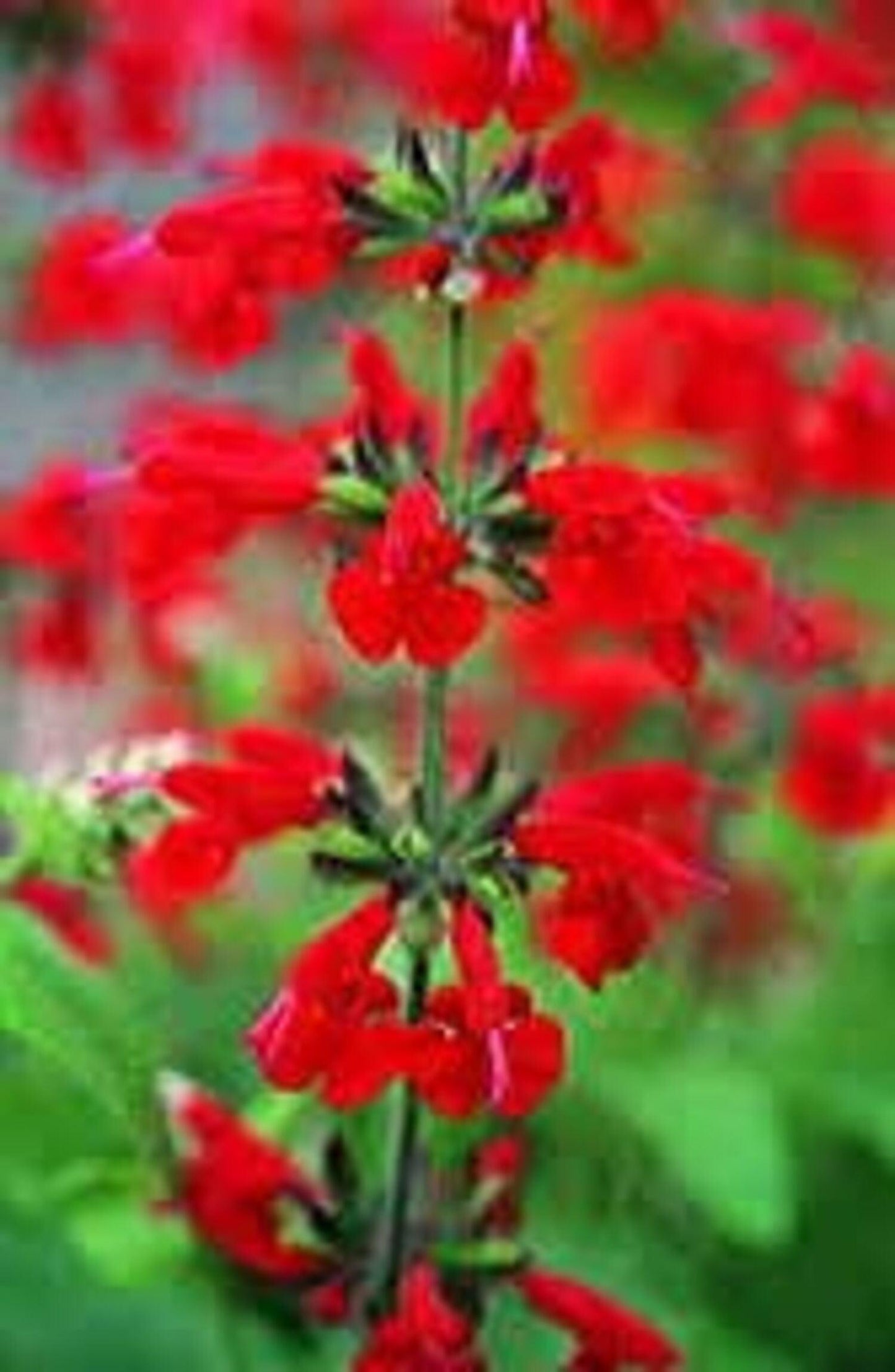 Salvia Coccinea 'Summer Jewel Red' - Pulled Nursery