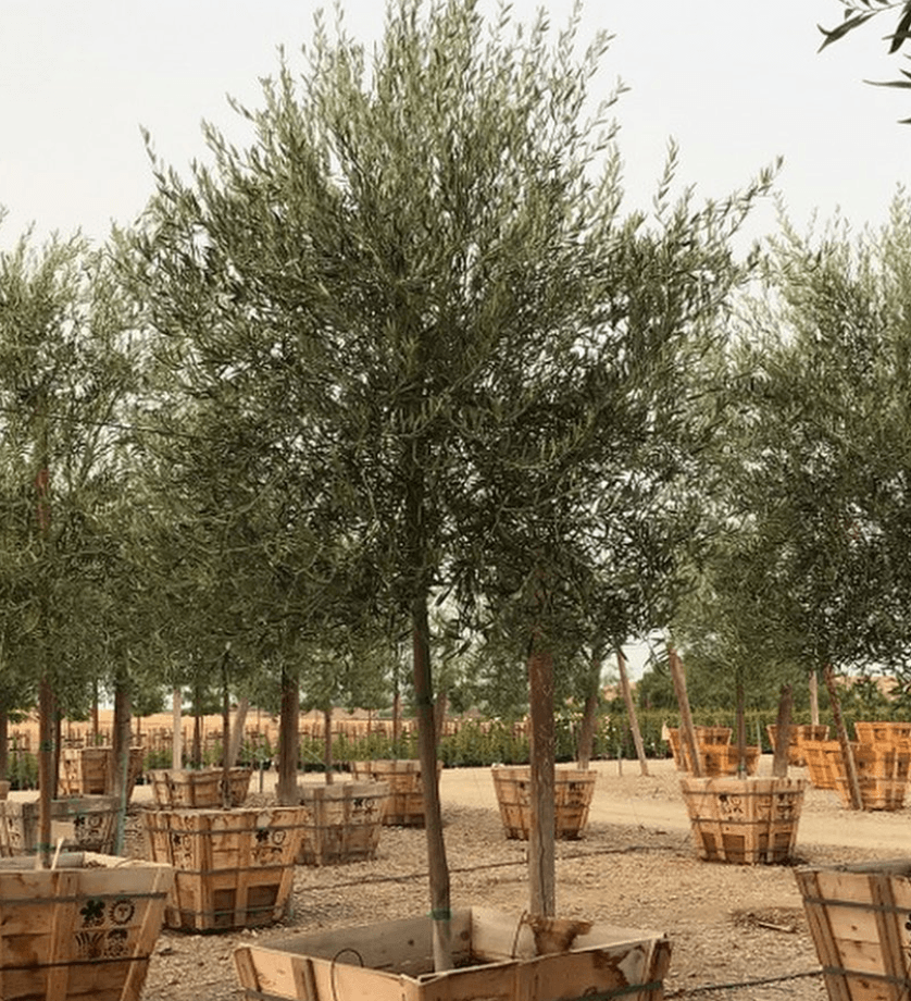 Semi Fruitless Olive Tree - Olea Europaea ‘Wilsonii’ - Pulled Nursery