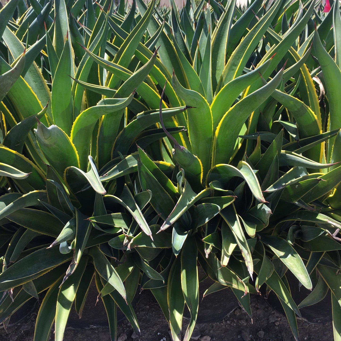 Smooth Century Plant (Agave Desmettiana) - Pulled Nursery
