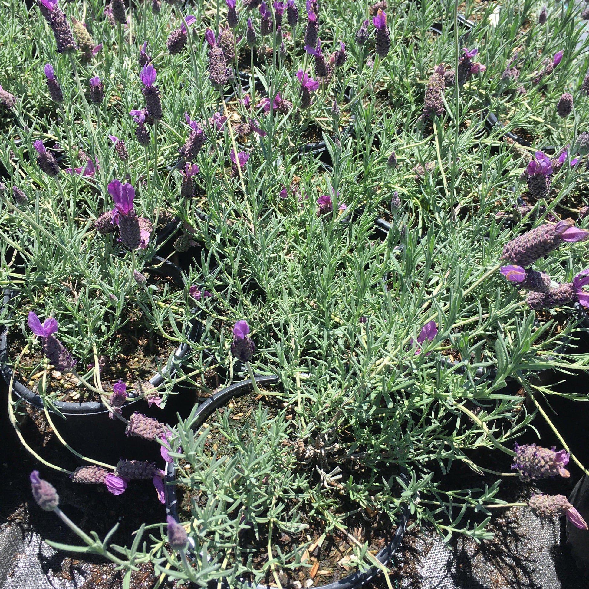 Spanish Lavender (Lavandula Stoechas ‘Otto Quast’)
