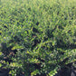 Waxleaf Privet (Ligustrum japonicum ‘Texanum’)
